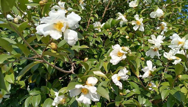 湖南油茶迎來豐收年